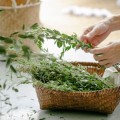 przyprawy-swiata-sklep-ziola-i-przyprawy,-sklep-z-przyprawami,-Czystek (1).webp