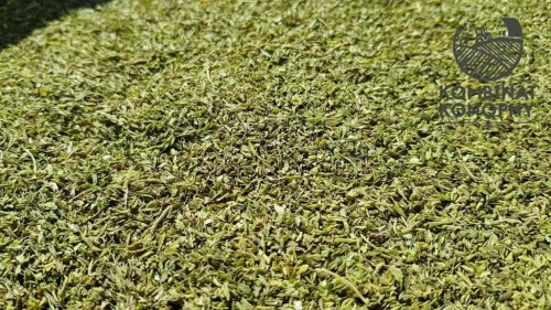 Susz z kwiatostanów konopi 8% CBD Kombinat Konopny 50g BIO
